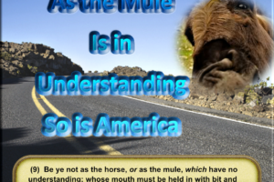 As the Mule is in Understanding, So is America article image